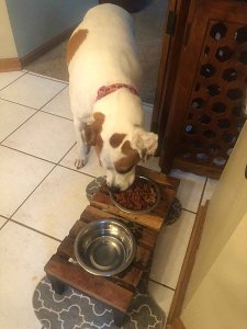 Purina Moist & Meaty Burger with Cheddar