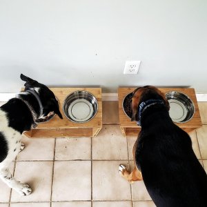Two dogs eating from elevated food bowls, one black and white, the other brown and black.