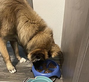 happy dog eating Purina-ONE-Classic-Ground-Chicken-and-Brown-Rice-and-Beef-and-Brown-Rice-Entrees-Wet-Dog-Food-