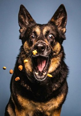 5Best Dog Foods for Skin Allergies