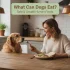 Can Dogs Eat Corn? Vet-Approved Guide for Dog Parents