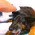 Organic Dog Foods: A Comprehensive Guide to Healthier Pet Nutrition