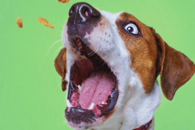 Best Dog Treats: Helpful Guide for Pet Parents